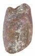 Fossil Gar Fish Scale - Cretaceous #38842-1